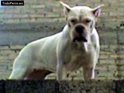 Foto del perro Moesha