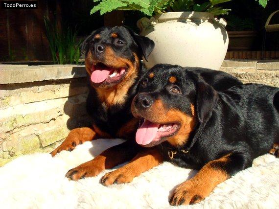 La foto del perro Gwen Foto del perro Gwen