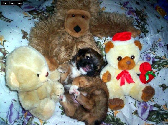 Foto del perro Tobby