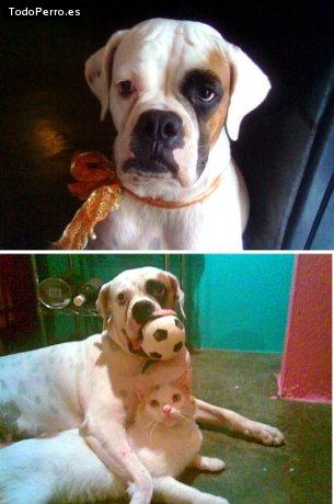 La foto del perro Daria angeli Foto del perro Daria angeli