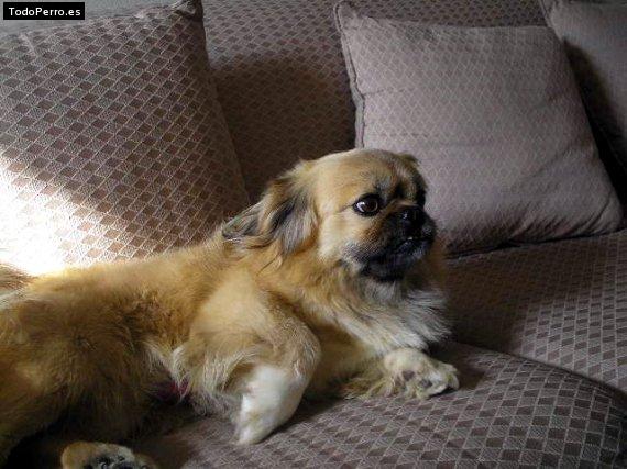 Foto del perro Rajha
