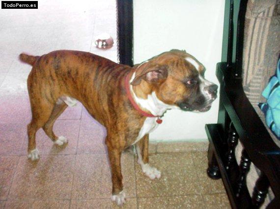 Foto del perro Figo