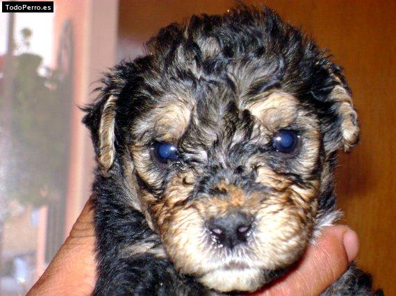 Foto del perro Ruffo