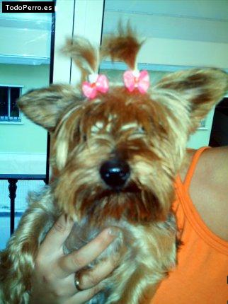 La foto del perro