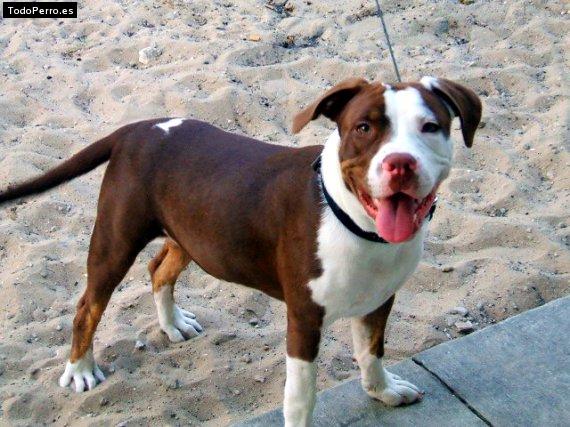 Foto del perro Chocolate