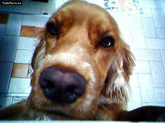La foto del perro