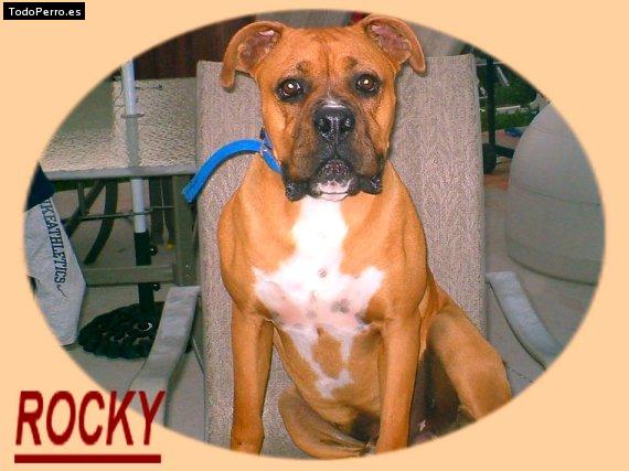 Foto del perro Rocky