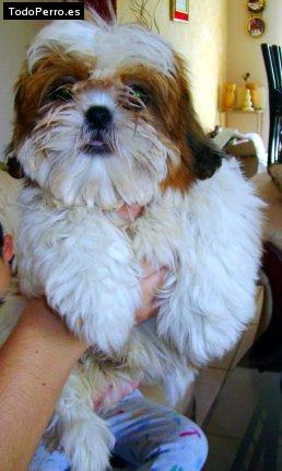 Foto del perro Wanda