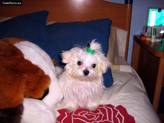 La foto del perro
