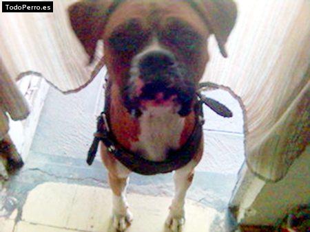 Foto del perro Crazy