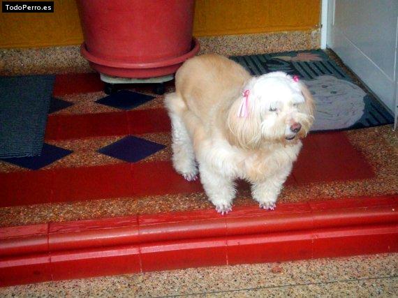 Foto del perro Chachis