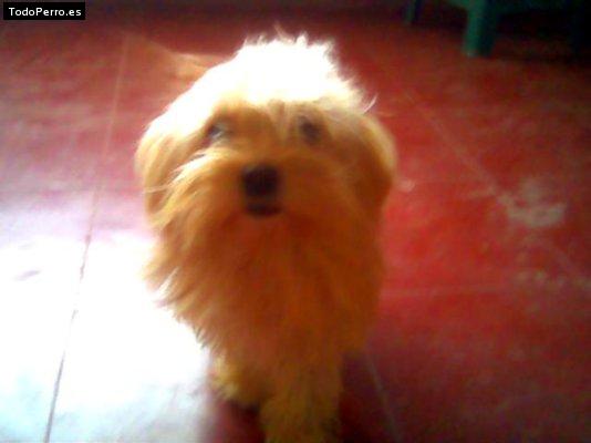 Foto del perro Sally