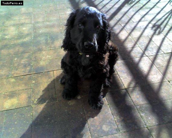 Foto del perro Cocke