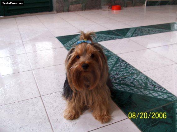 La foto del perro Maky Foto del perro Maky