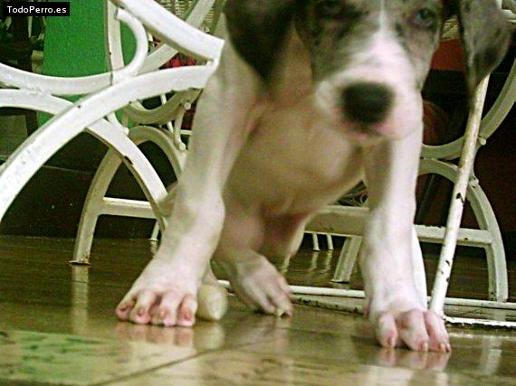 Foto del perro Isis