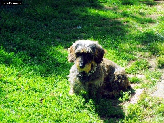 Foto del perro Tula