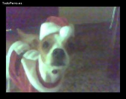 La foto del perro Chuchita Foto del perro Chuchita