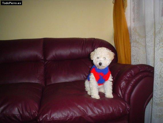 Foto del perro Jabibi