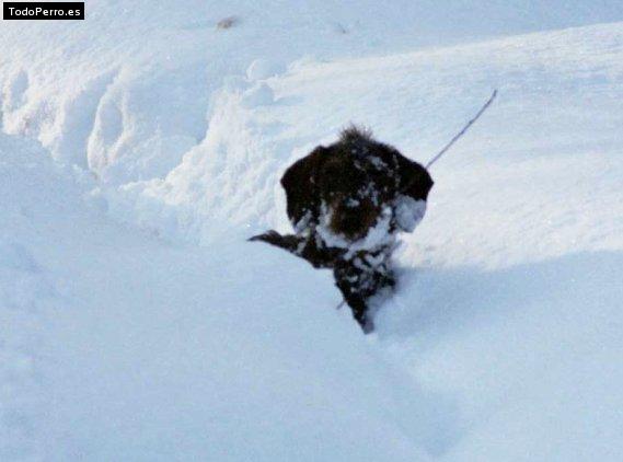 La foto del perro Curro Foto del perro Curro