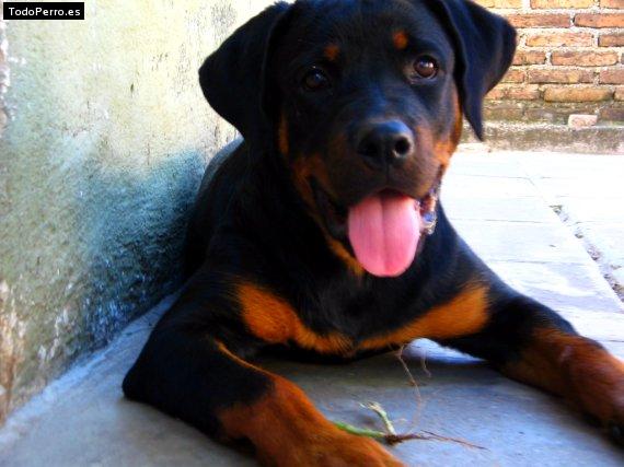 La foto del perro Gala Foto del perro Gala