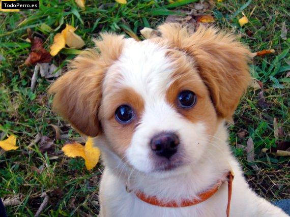 Foto del perro Misto