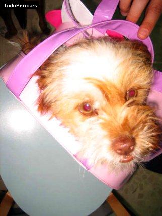 Foto del perro Ulises