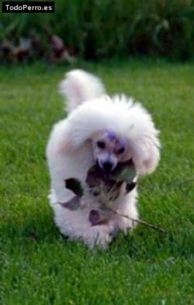 Foto del perro Honey