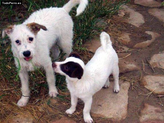 La foto del perro Coky y puk Foto del perro Coky y puk