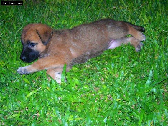 La foto del perro Laika Foto del perro Laika