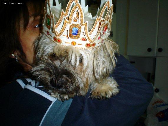 La foto del perro Cora Foto del perro Cora