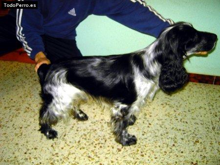 Foto del perro Spaik