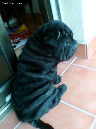 Foto del perro Drustan