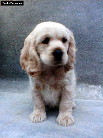 Foto del perro Camila
