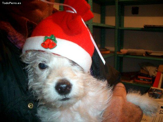 Foto del perro Toto
