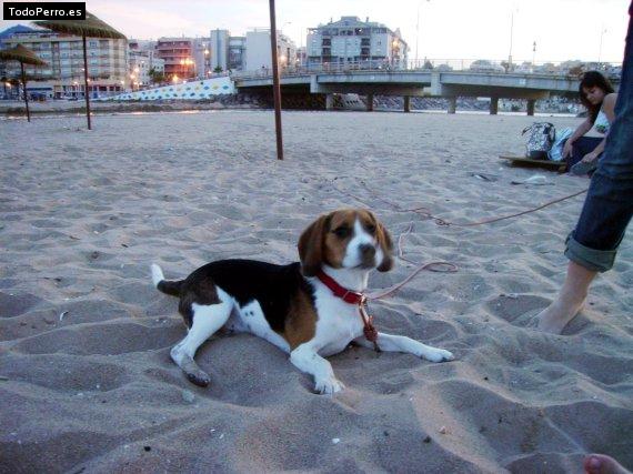 La foto del perro