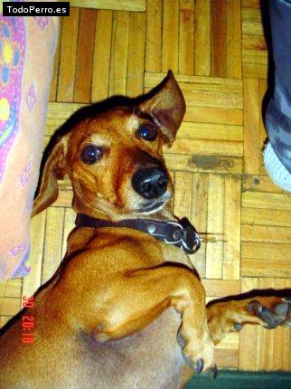 Foto del perro Inti