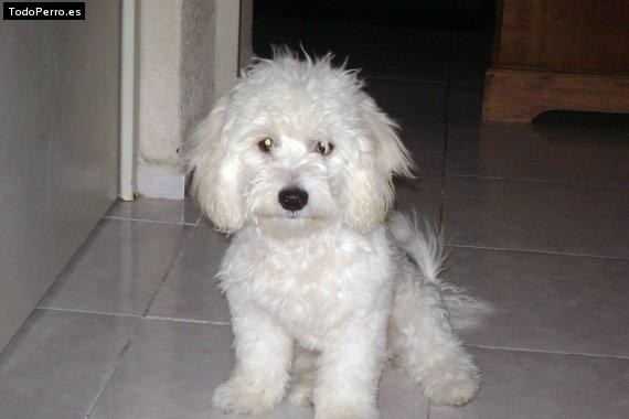 La foto del perro Candy Foto del perro Candy