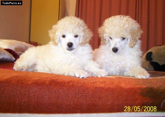 La foto del perro Chanchin y ojitos Foto del perro Chanchin y ojitos