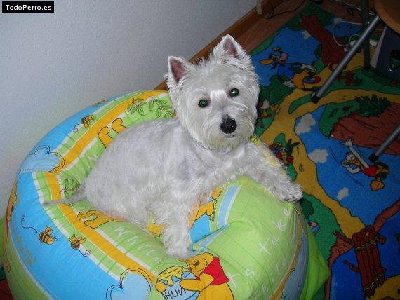 Foto del perro Winnie