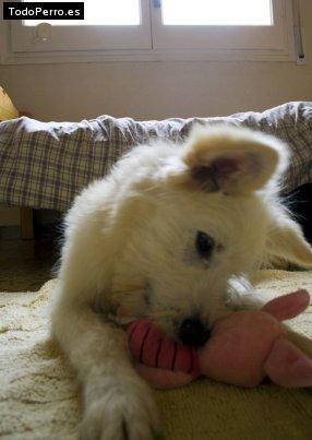 Foto del perro Marina