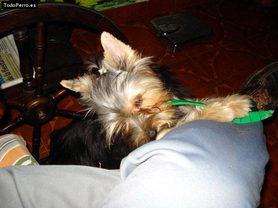 La foto del perro