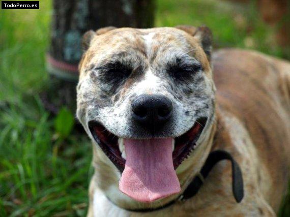 La foto del perro Cora Foto del perro Cora