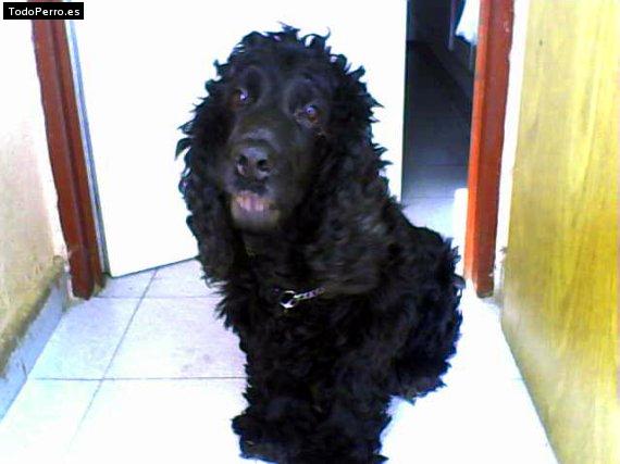 Foto del perro Tobi