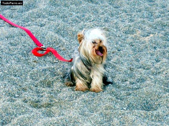 La foto del perro Keko Foto del perro Keko