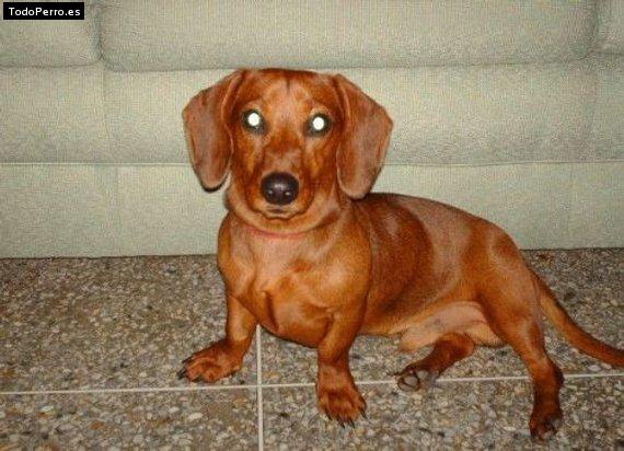 Foto del perro Toto
