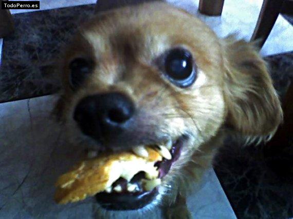 Foto del perro Candy