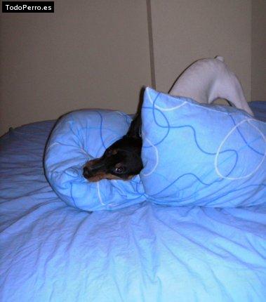 Foto del perro Renato