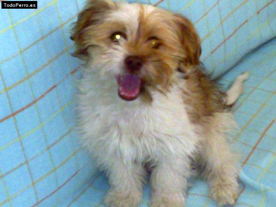 Foto del perro Ulises