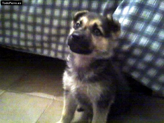 La foto del perro Kala Foto del perro Kala