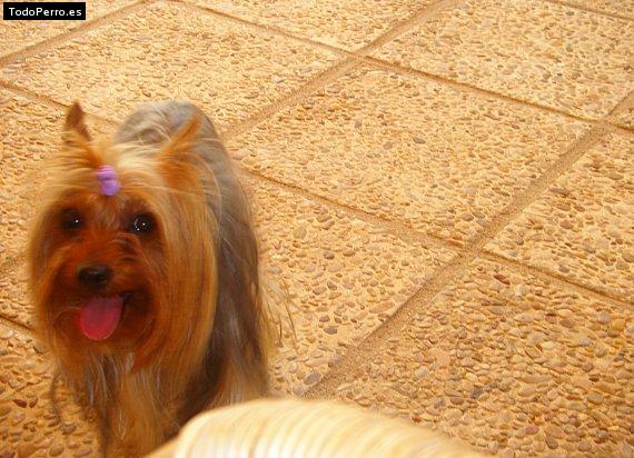 La foto del perro Pepa Foto del perro Pepa